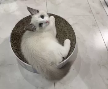 Y.K 様のお迎えした子猫