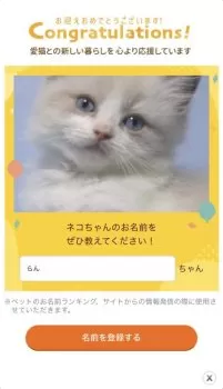 は 様のお迎えした子猫