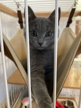 まとも 様のお迎えした子猫