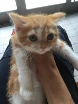 chie 様のお迎えした子猫