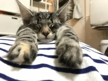 ピーポくん 様のお迎えした子猫