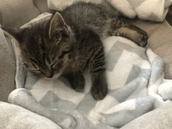september 様のお迎えした子猫