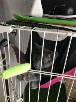 せい君 様のお迎えした子猫