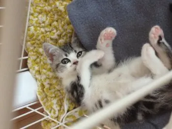 ドリアン 様のお迎えした子猫