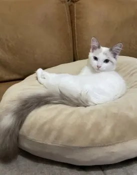 ミルミル♪ 様のお迎えした子猫