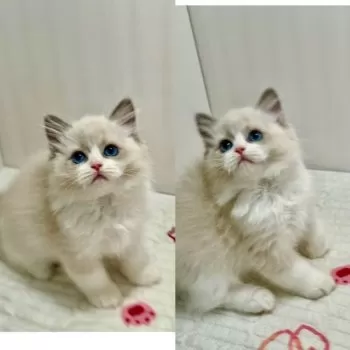 A.Y 様のお迎えした子猫