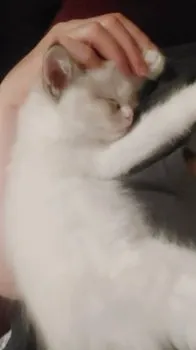 ST 様のお迎えした子猫