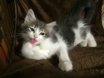 ジュリ父 様のお迎えした子猫