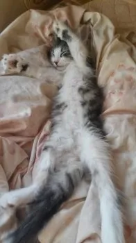 るぅママ 様のお迎えした子猫