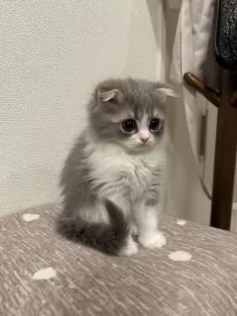 かおり 様のお迎えした子猫