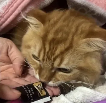 Y.S 様のお迎えした子猫