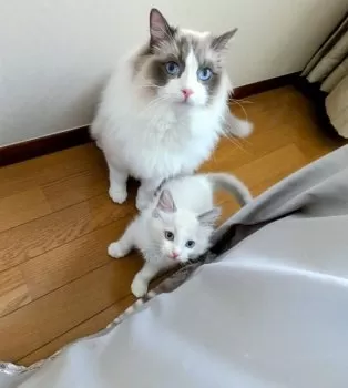 E.Y 様のお迎えした子猫