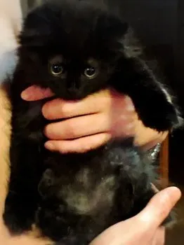 みょう 様のお迎えした子猫
