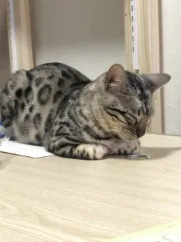 Y.O 様のお迎えした子猫