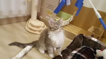 M.Ｉ 様のお迎えした子猫