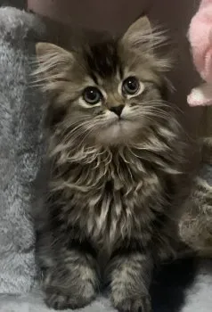 まりも 様のお迎えした子猫