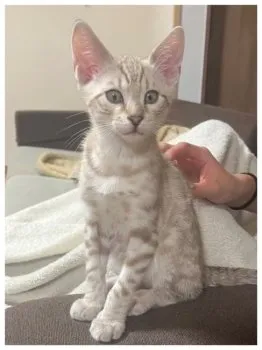 しゅうg 様のお迎えした子猫