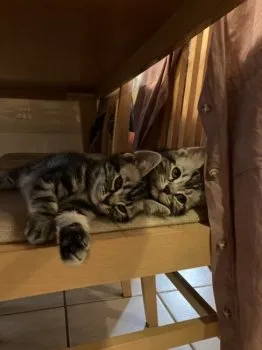 K.S 様のお迎えした子猫