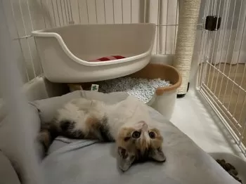 G.H 様のお迎えした子猫