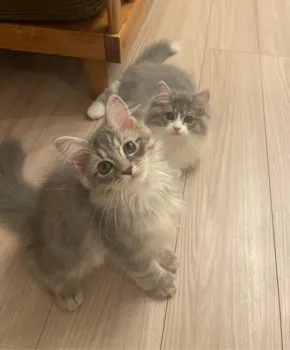 ジロハチ 様のお迎えした子猫