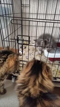 イハラ 様のお迎えした子猫