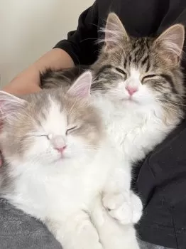 mai 様のお迎えした子猫