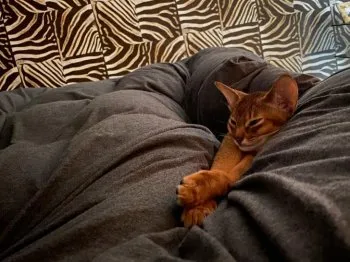 satosato 様のお迎えした子猫