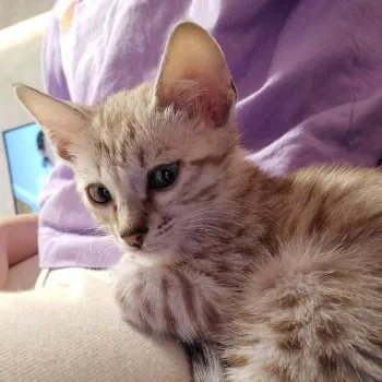 S.Y 様のお迎えした子猫