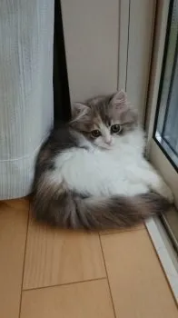 M.S 様のお迎えした子猫