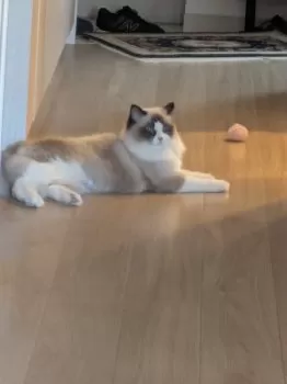 Y.S 様のお迎えした子猫