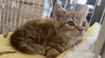 T.G 様のお迎えした子猫