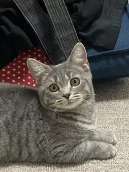 Y.H 様のお迎えした子猫