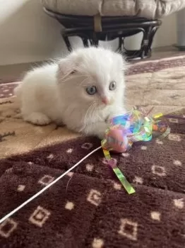 ぽてち 様のお迎えした子猫