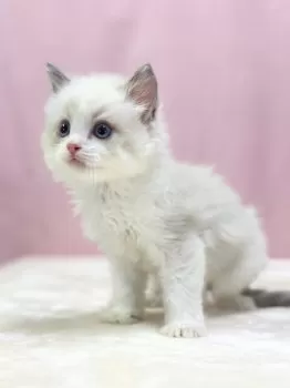 るな 様のお迎えした子猫