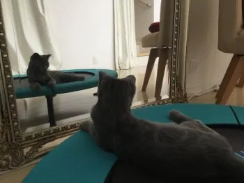 にゃんたろう 様のお迎えした子猫