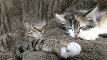 ぶたきむち 様のお迎えした子猫