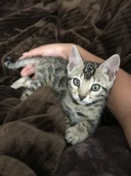 N 様のお迎えした子猫