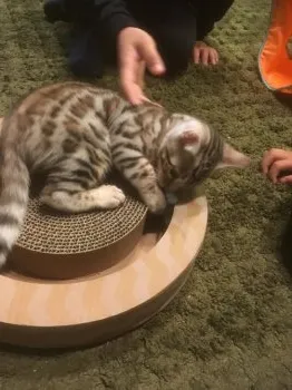 ベンガルのグリにゃん 様のお迎えした子猫