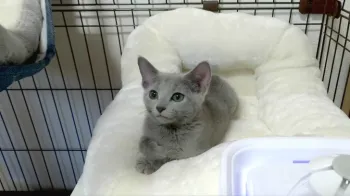 砂上 様のお迎えした子猫