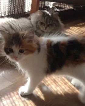 きのび 様のお迎えした子猫