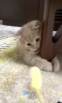 Belle 様のお迎えした子猫