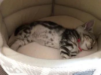 Kappa 様のお迎えした子猫