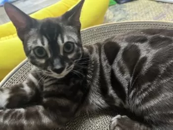 ひめ　との 様のお迎えした子猫