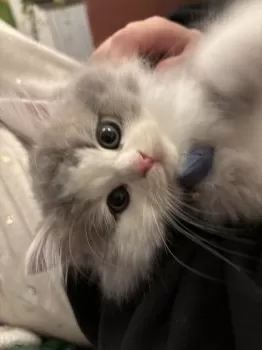 C.O 様のお迎えした子猫