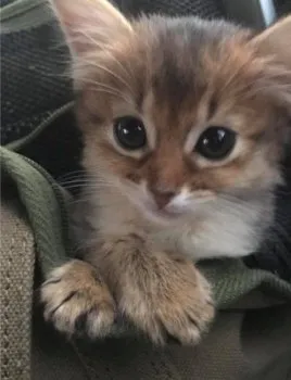 みや 様のお迎えした子猫