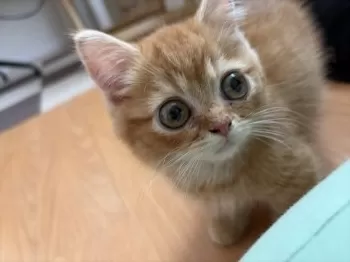 ころものお家 様のお迎えした子猫