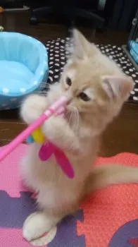 Deanママ 様のお迎えした子猫