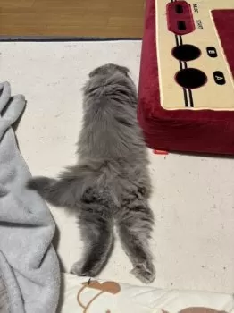 M.Y 様のお迎えした子猫