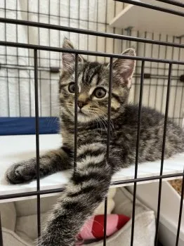 たま 様のお迎えした子猫