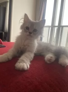 S.H 様のお迎えした子猫
